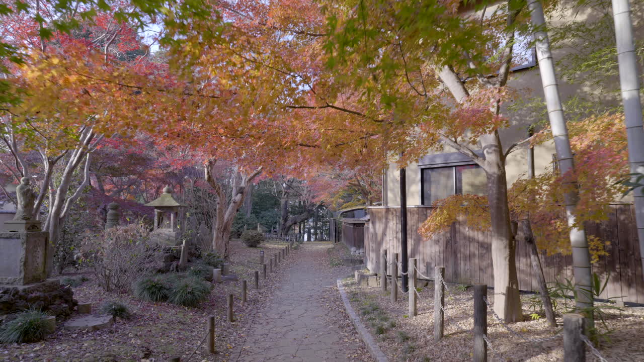 en otoño, los bosques de bambú japoneses tienen una energía muy especial, ideal para caminar en silencio y contemplar cada detalle a lo largo del camino.