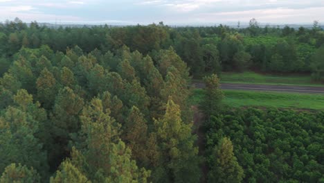 Deforestación-Causada-Por-El-Cultivo-Agrícola-De-Tierras-En-Bosques-Subtropicales.