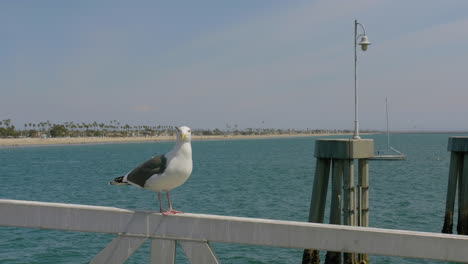 seagull on a pier on a sunny day