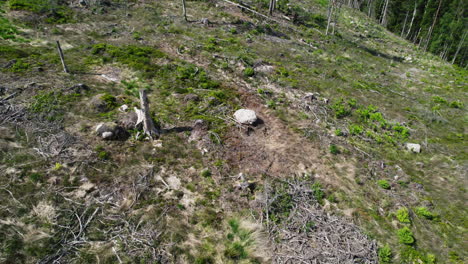 heavy machinery tracks in hillside by broken branches and log stumps, deforestation