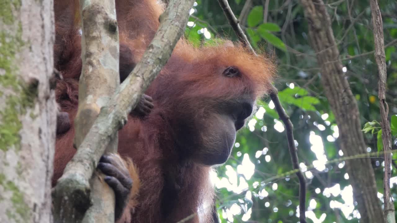 primer plano de la madre salvaje orangután mirando hacia abajo en bukit lawang, sumatra, indonesia