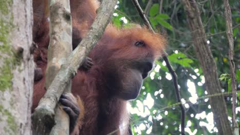 印度尼西亞蘇馬特拉省布基特拉旺 (bukit lawang) 的野生母猩猩近距離拍攝