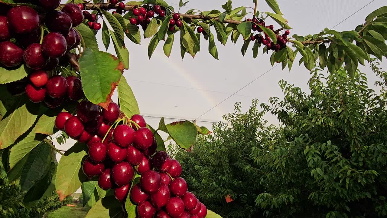 Cherry orchard during summertime, adorned with trees abundantly laden with ripe cherries
