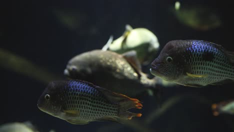 colorful fish gliding through aquarium water