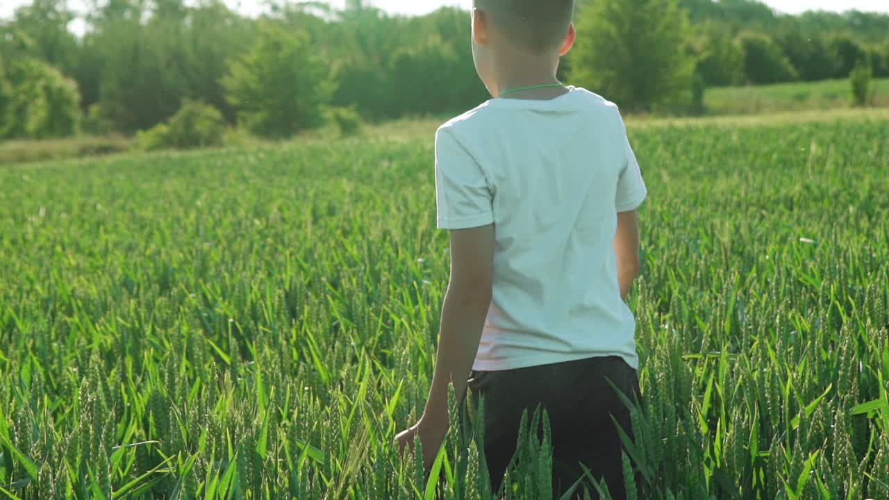 A kid with his back is walking across wheat field and examining the picturesque landscape around himself on vacation in the summer. Slow motion