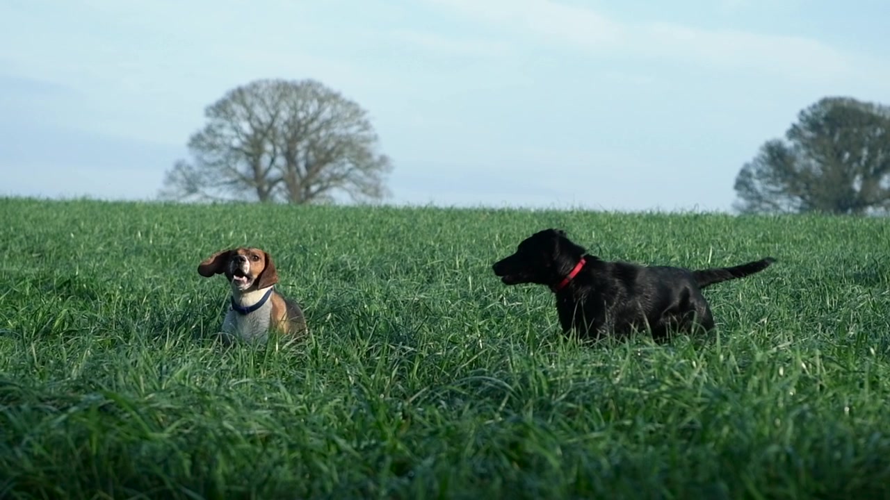 Due cani che giocano. Un beagle e un incrocio tra Labrador e Collie nero che giocano insieme nell'erba alta di un campo nella campagna irlandese. Ripreso al rallentatore