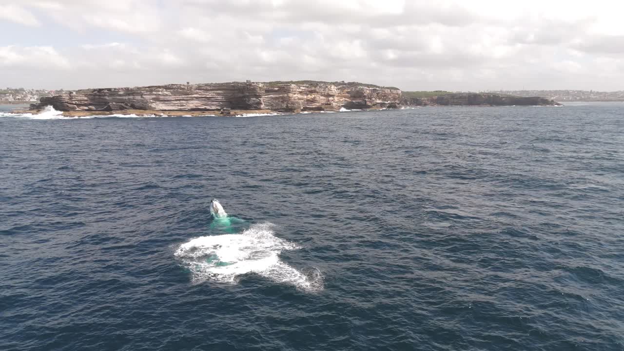 Aerial video of two humpback whales breaching one after another on the ocean surface near Malabar Headland and Maroubra Beach, Sydney – Stunning marine life footage with scenic coastal backdrop.