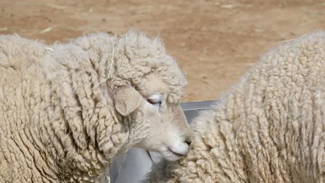 Sheeps-Drinking-From-Water-Trough-At-Farmland