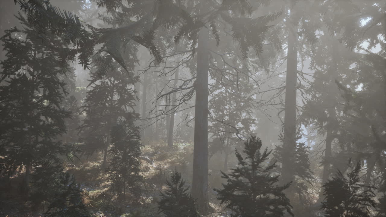 안개가 많은 아침에 가을의 소나무 숲