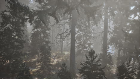 Autumn-pine-forest-on-a-foggy-morning