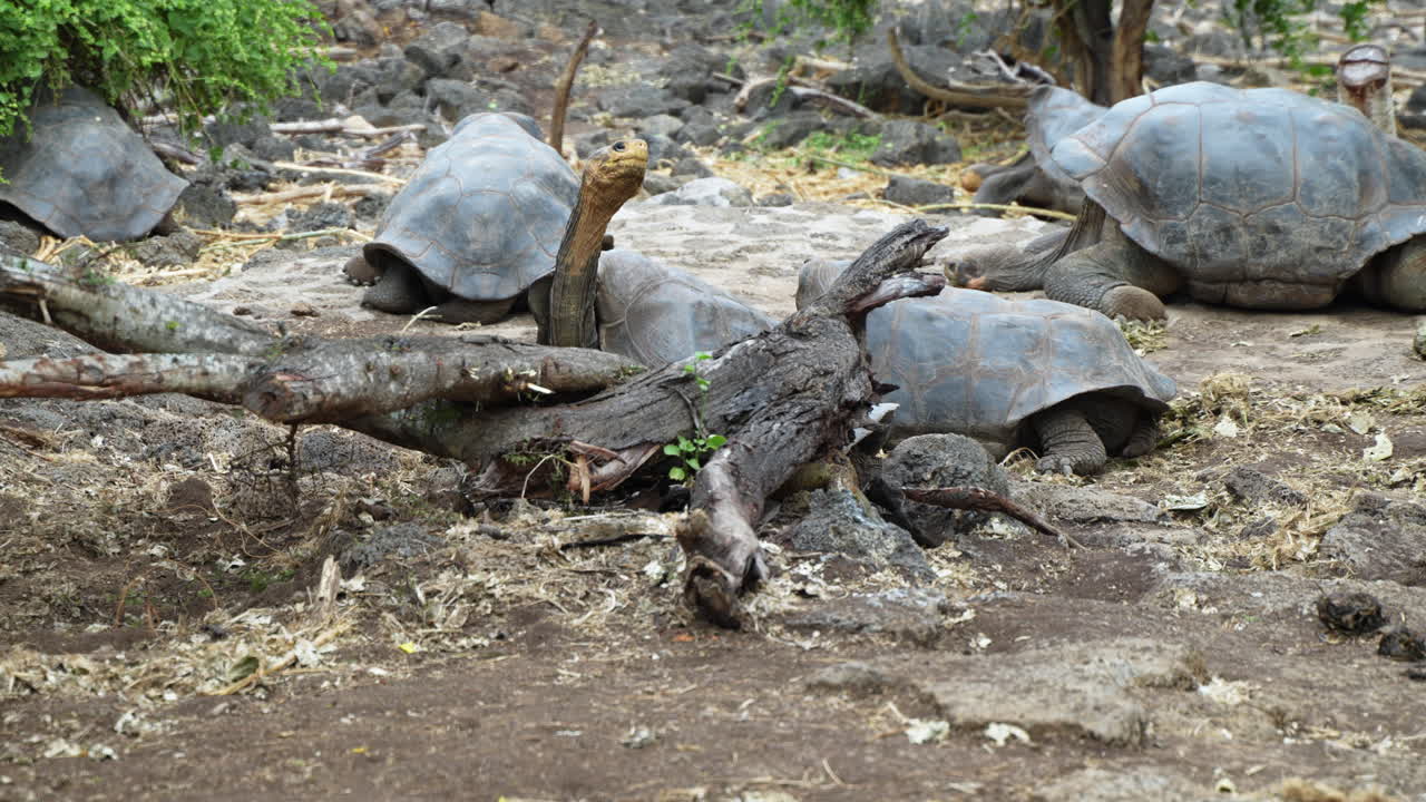 Group Of Giant Galapagos Tortoises Sitting On The Ground At Charles Darwin Research Station On Santa Cruz Island. Slow Motion