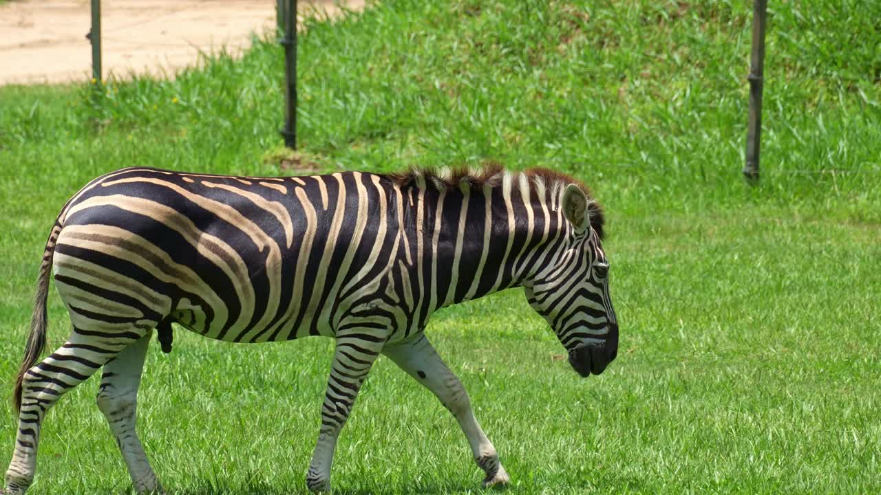 Nærbillede af en zebra med karakteristiske sorte og hvide striber, der går hen over den grønne græsmark