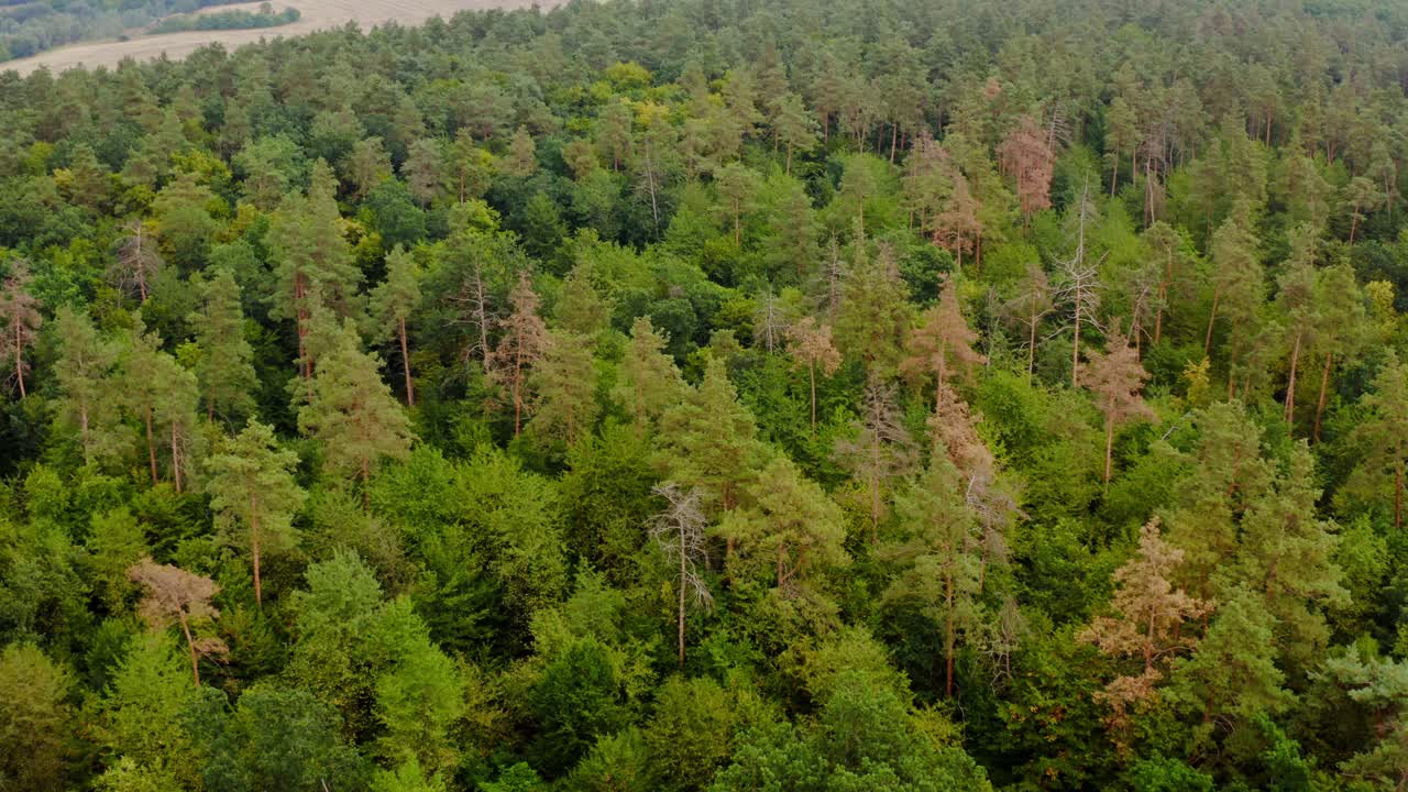 Beautiful woodland. Flight over the tops of green trees. Forest in summer. Aerial view. Motion camera forward.