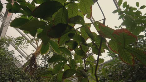 hojas tropicales en casa tropical