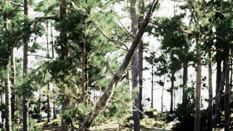 pine trees sway gently by the lake under bright sunlight in a forest setting