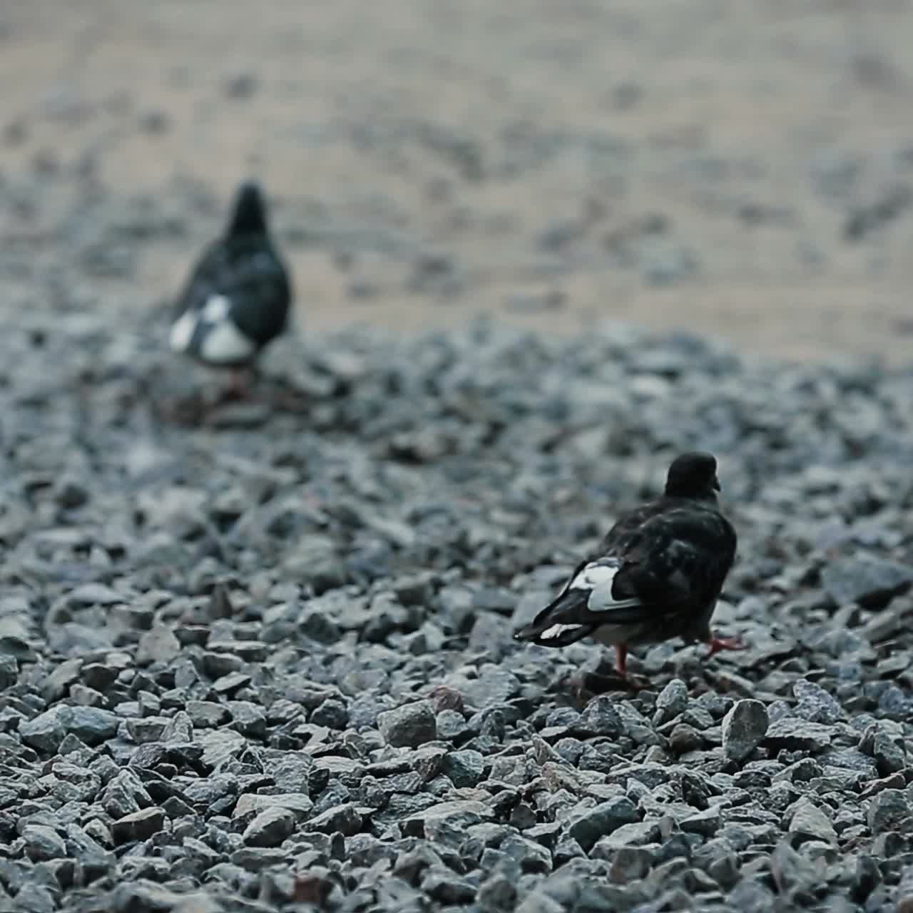 Pigeon Walking On A Gravel