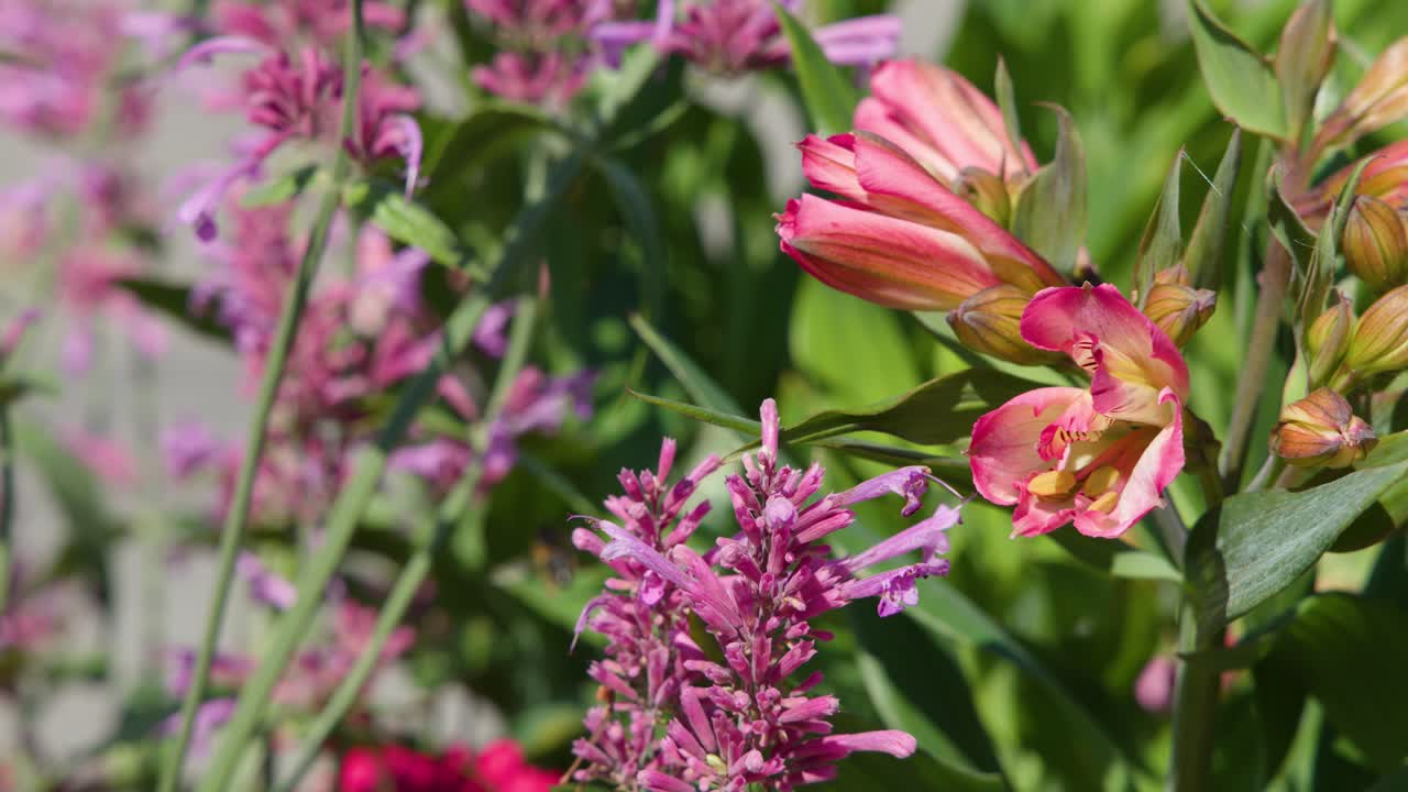 Bee collects pollen from vibrant pink flower, macro closeup, natural sunlight, shallow depth of field