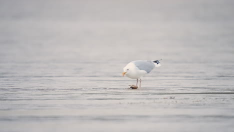 seagull feeding on crab at the seashore