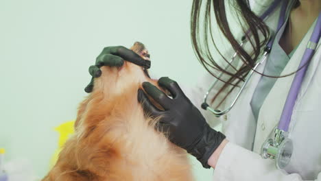 veterinarian examining a dog's teeth