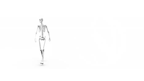 digital animation of human skeleton walking against white background