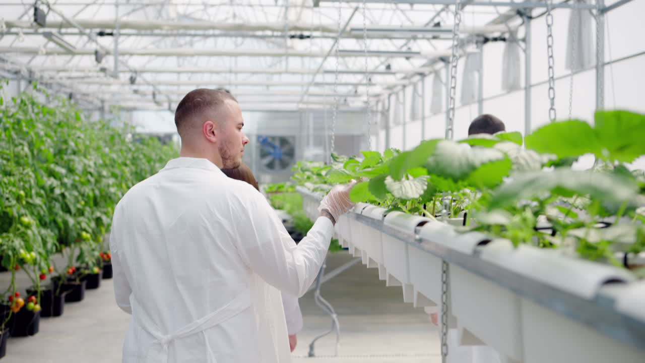 Three laboratory technicians in white coats analysing wild strawberry grown with the Hydroponic method in a greenhouse