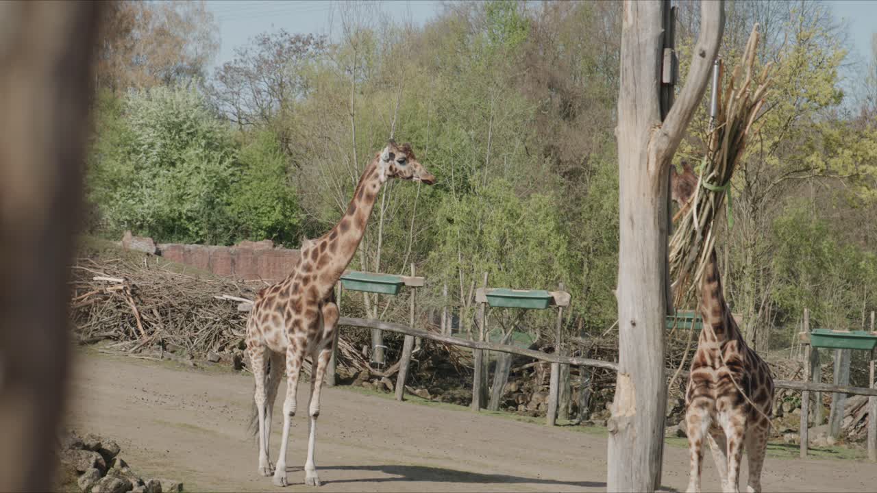 Zwei Giraffen in einem Zoogehege, wobei eine aus einer Holzfutterkrippe frisst, während die andere in einer natürlichen Außenumgebung in der Nähe steht.