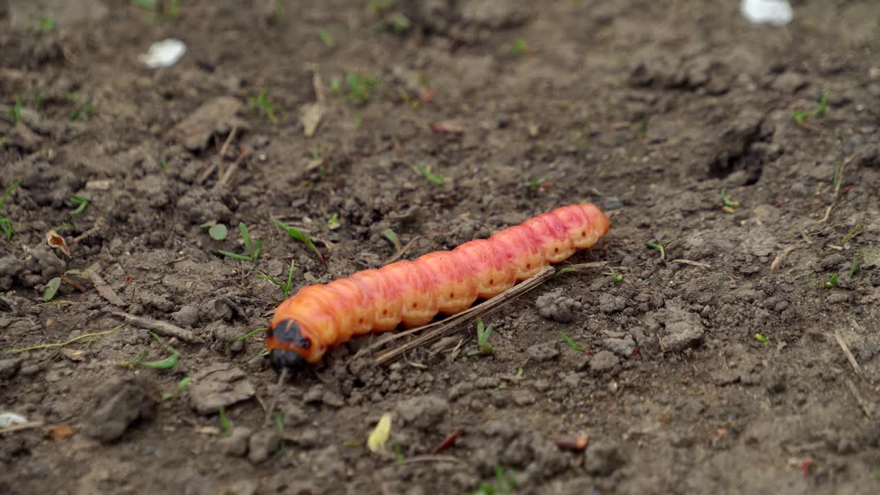 la oruga cossus de un gusano de madera oloroso o plaga de insectos de sauce se arrastra en el suelo 02
