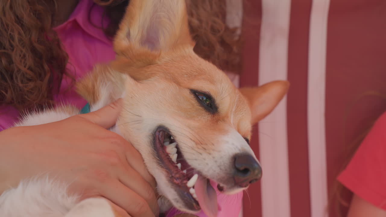 Happy Dog Playing, Corgi With Tongue Out Enjoying Sunlight And Play, Dog And Child Sharing Cheerful Sunny Outdoor Moment, Lively Dog With Its Tongue Out Sitting On Swing While Child Laughs Nearby