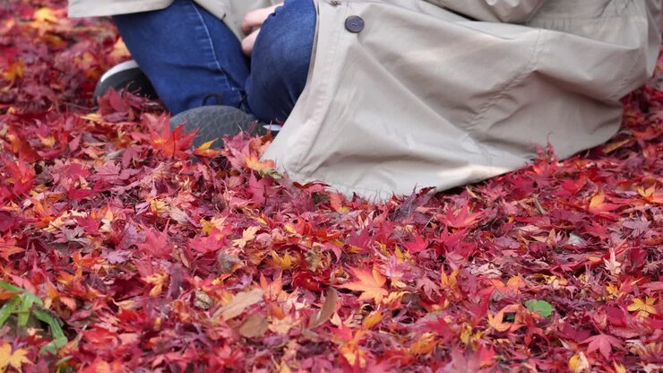 Foglie di Acer Palmatum, o comunemente noto come acero giapponese, di un rosso brillante e vibrante coprono il terreno mentre una donna vi si siede sopra - volto non visibile