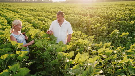 Dos-Agricultores-Caminando-Por-El-Campo-Verde-De-Girasoles-Hablando