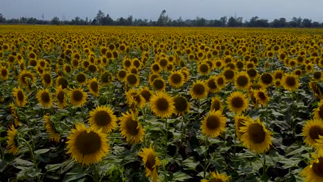 Slow-reverse-drone-flight-over-yellow-blooming-sunflower-field