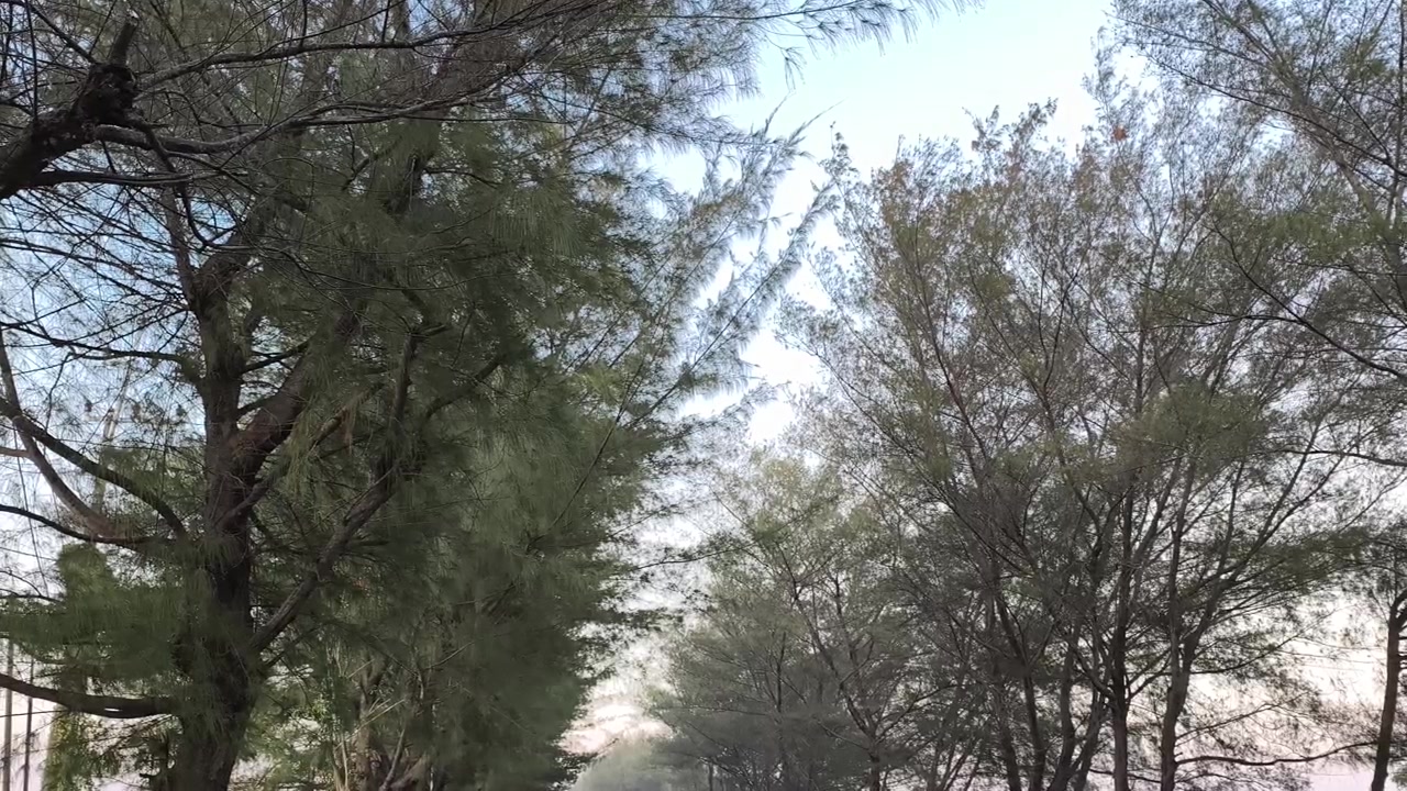 Pine Trees Swaying Gently in the Wind