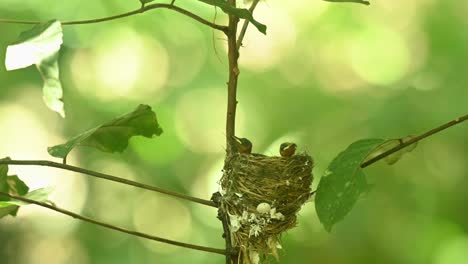 dos bebés vistos pegados allí se dirigen a la espera de los padres para venir y alimentarse, bosque muy ventoso, black-naped blue flycatcher hypothymis azurea, tailandia