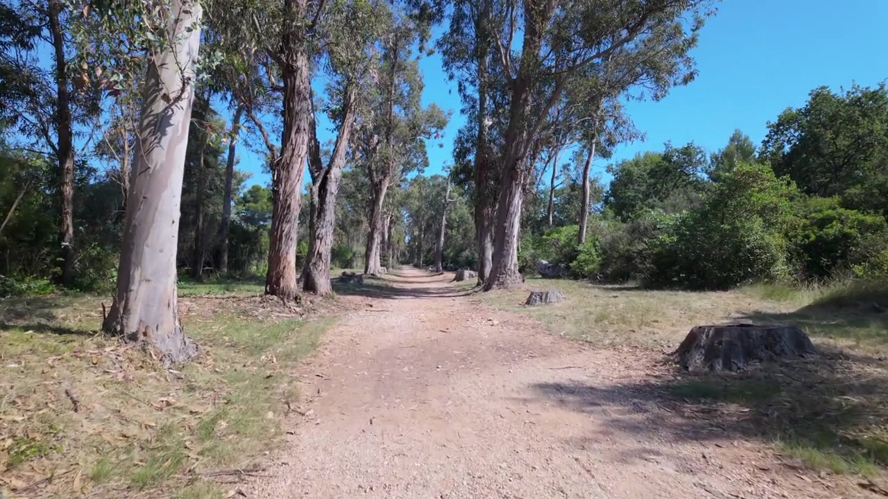 Dirt path leading into a forest on a sunny day with blue sky, surrounded by tall trees and old tree stumps