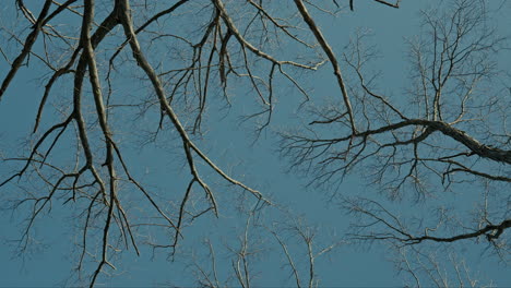 moving and looking up at the tops of trees along a forest trail