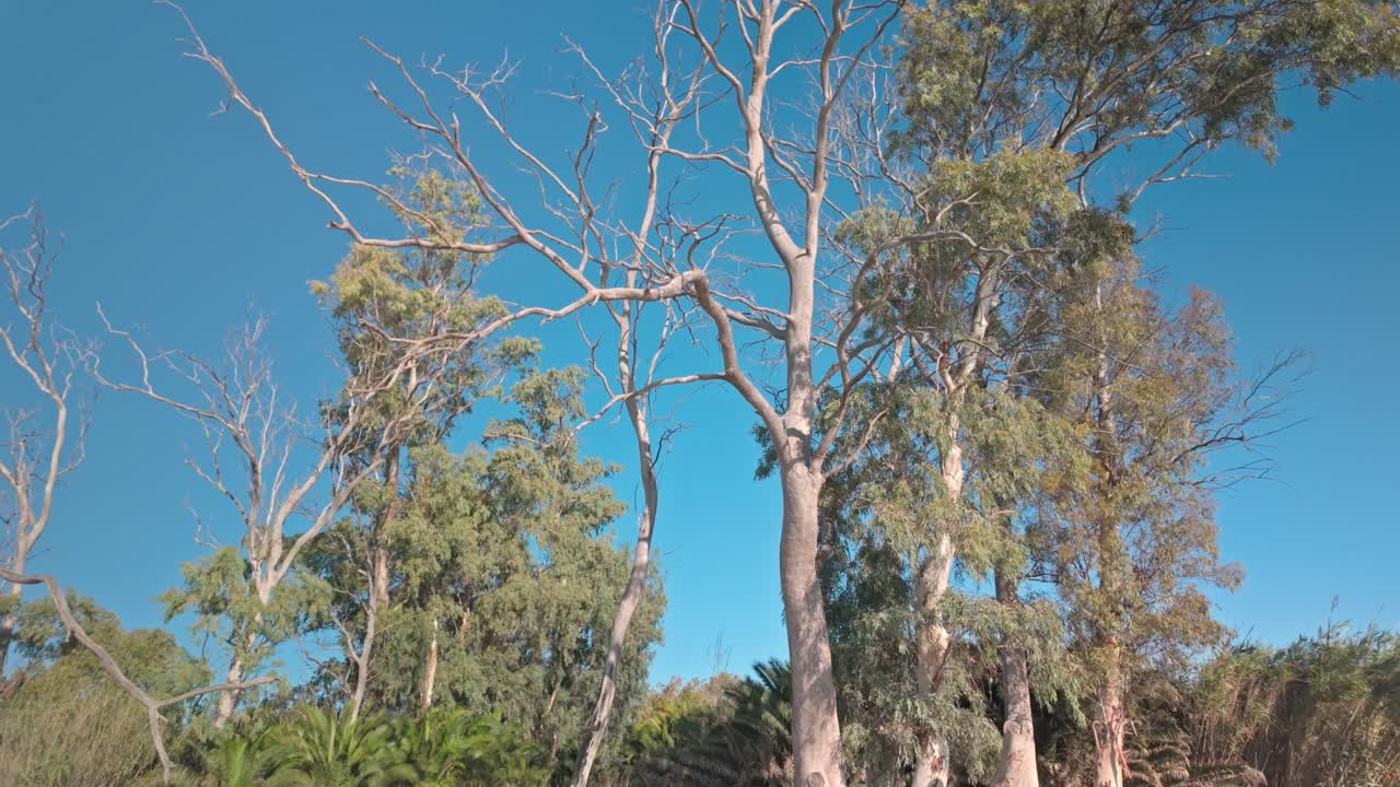 Eucalyptus Trees on a Sandy Beach
