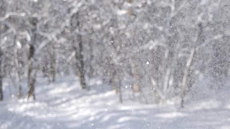 snow falling in a winter forest