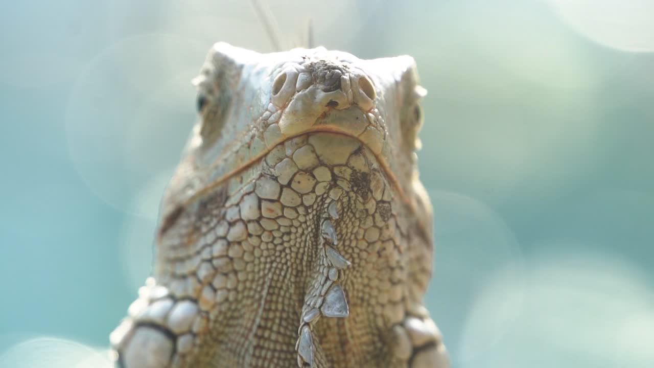 Stunning camouflage skin patterns on a green iguana on sunny day, reptile skin