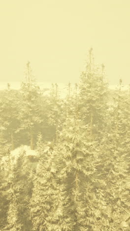 snowy forest