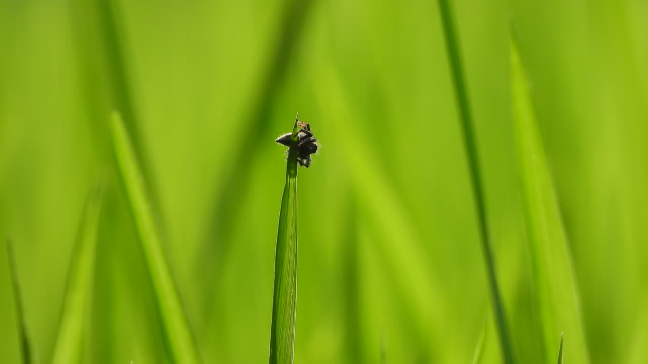 araña negra en hoja de arroz - verde