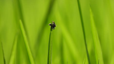 Black-Spider-in-rice-leaf---green-