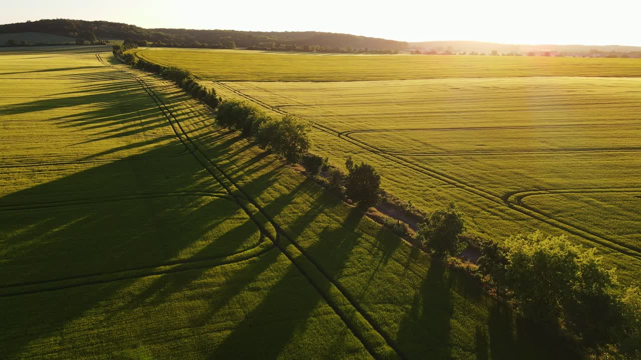 Drone over idyllic golden fields and tree line casting long shadows at sunset