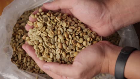 hands full, unroasted green coffe beans, coffea arabica plant species