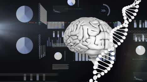 Animación-Del-Cerebro-Digital-Y-La-Cadena-De-ADN-Sobre-El-Procesamiento-De-Datos-Financieros-Sobre-Fondo-Negro