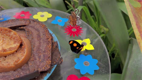 several butterflies with a special pattern sitting on a table