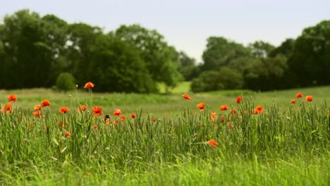 meadow with green fresh grass trees and poppies on the foreground