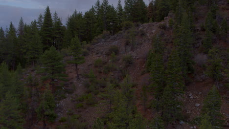 Medium-wide-aerial-of-Douglas-Fir-trees-on-the-side-of-a-mountain-in-Lake-Tahoe,-Nevada