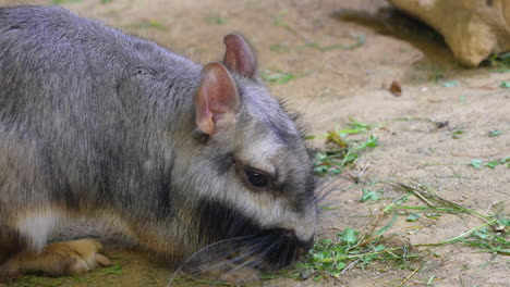 Nahaufnahme-Eines-Viscacha-Kaninchens,-Das-Draußen-In-Der-Wildnis-Gras-Frisst,-4k