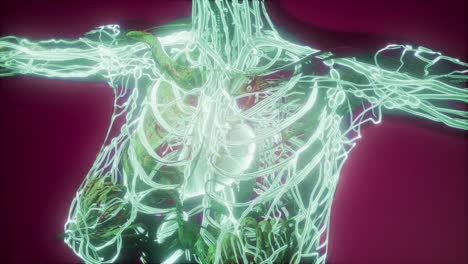 cuerpo humano con vasos sanguíneos brillantes