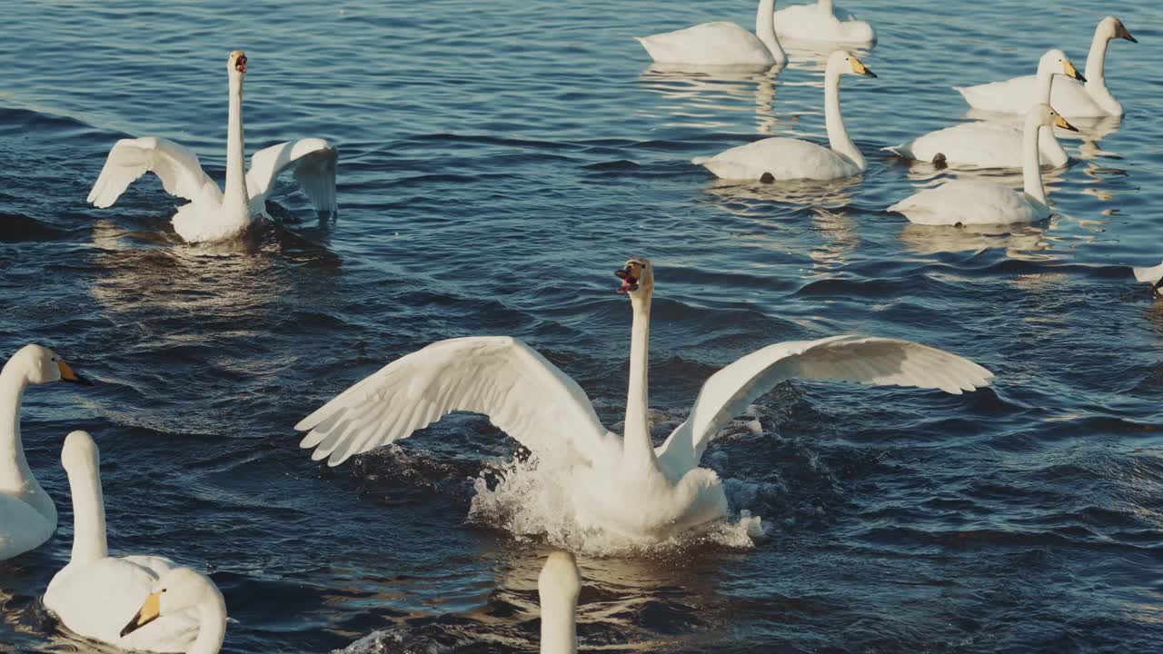cisnes en un lago